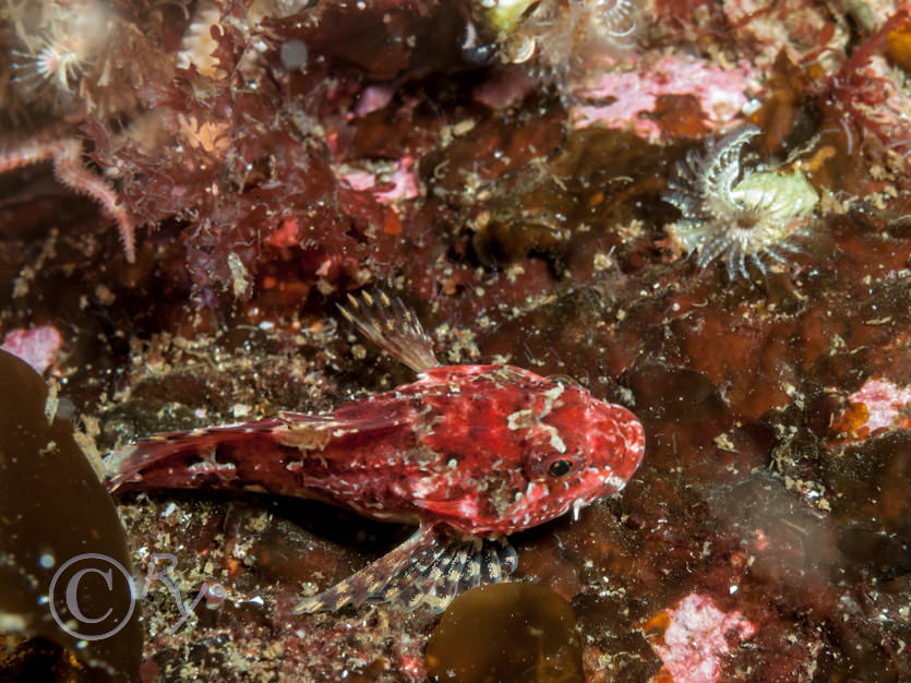 Taurulus bubalis -- long-spined sea scorpion