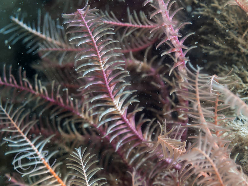 Antedon bifida -- common feather star