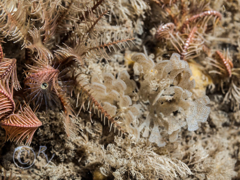 Antedon bifida -- common feather star, Crisia spp. -- white claw sea moss  crispy threads, Chartella papyracea