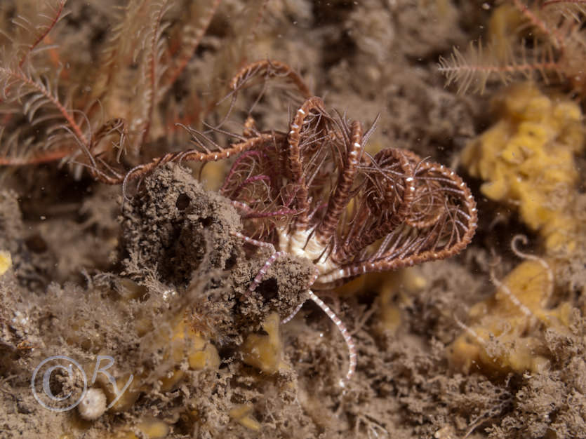 Antedon bifida -- common feather star, Iophon hyndmani