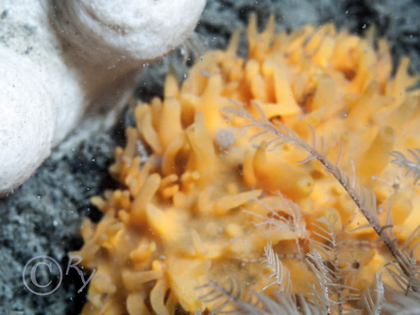 Polymastia boletiformis -- yellow hedgehog sponge