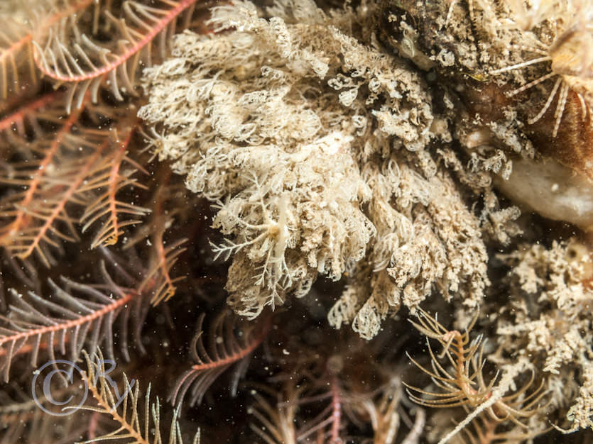 Antedon bifida -- common feather star, Crisia eburnea