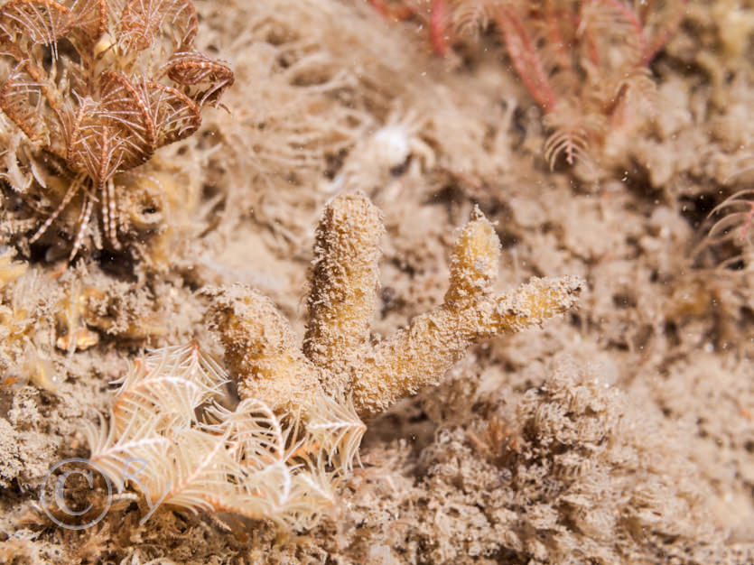 Antedon bifida -- common feather star, Raspailia hispida