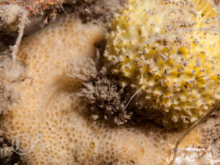 Phorbas fictitius -- red crater sponge, Tethya citrina  -- golf ball sponge