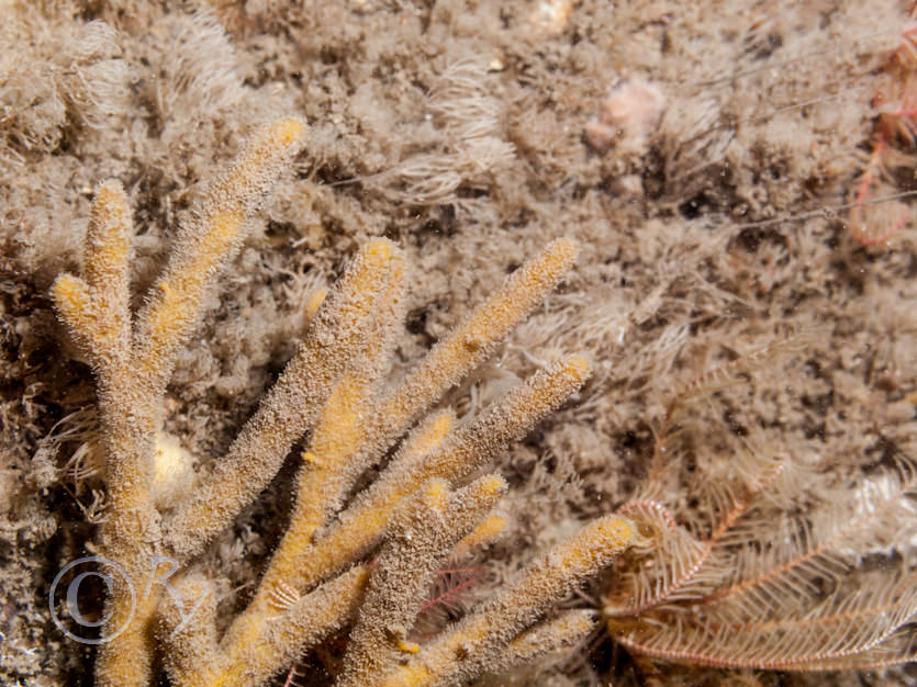 Crisia spp. -- white claw sea moss  crispy threads, Raspailia hispida
