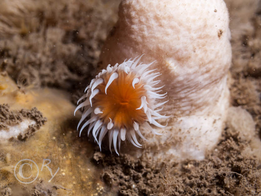 Actinothoe sphyrodeta -- white striped anemone, Alcyonium digitatum -- dead men's fingers