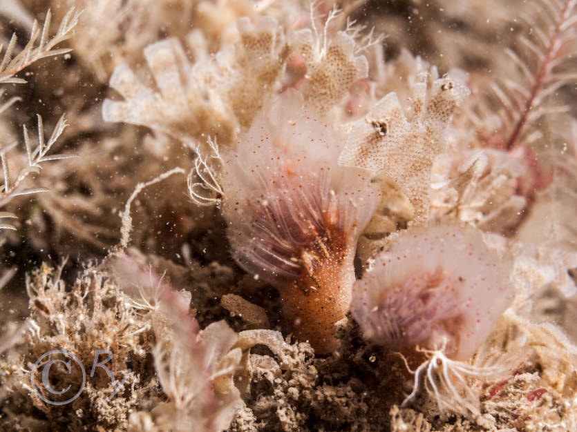 Aplidium punctum -- club head sea squirt