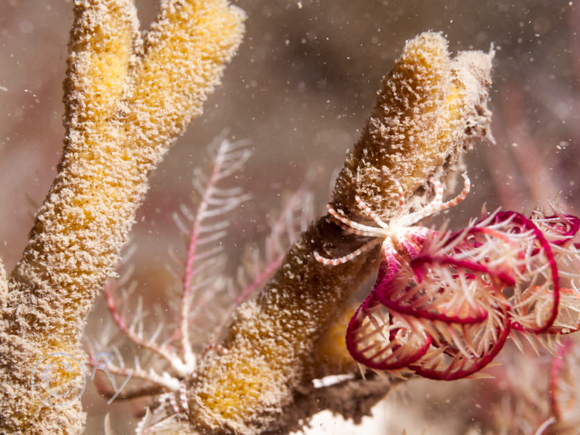 Antedon bifida -- common feather star, Raspailia hispida