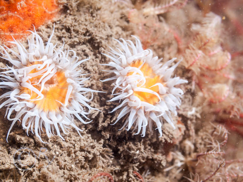 Sagartia elegans -- elegant anemone