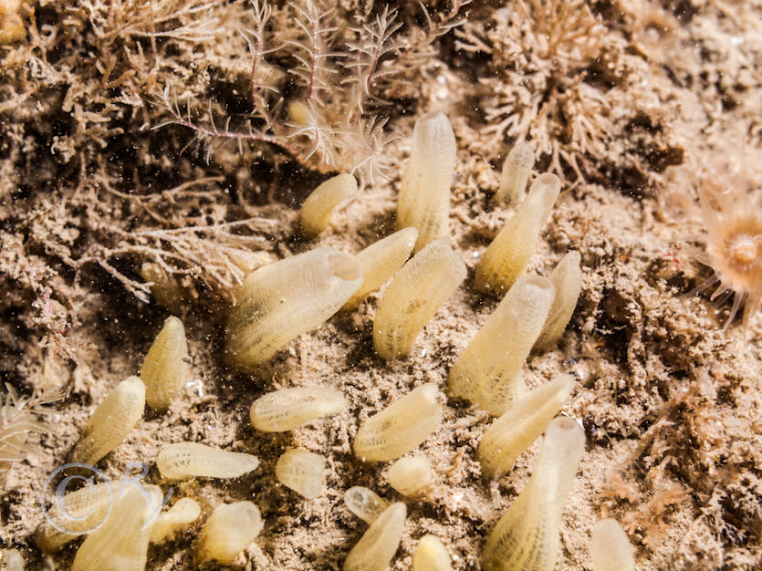 Polymastia penicillus (mamillaris) -- chimney sponge