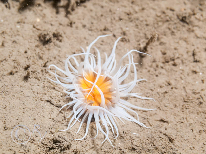 Sagartia elegans -- elegant anemone