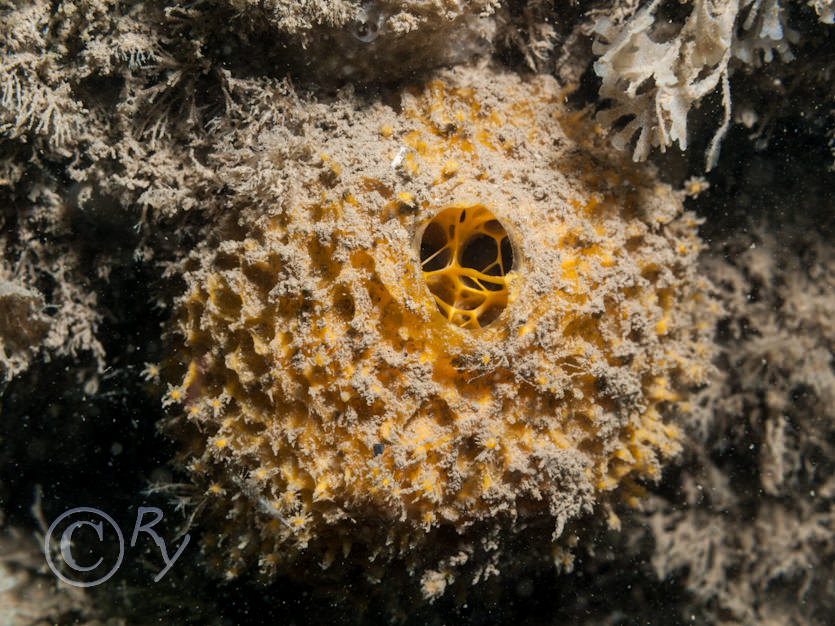 Tethya citrina  -- golf ball sponge