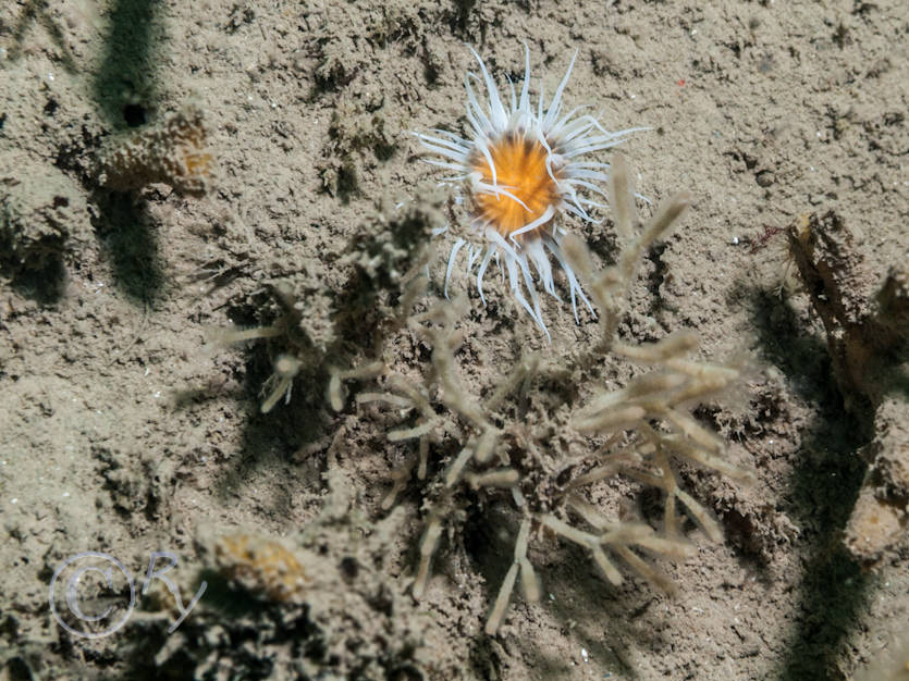 Sagartia elegans -- elegant anemone