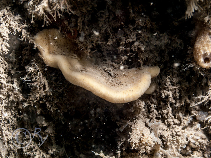 Axinella infundibuliformis