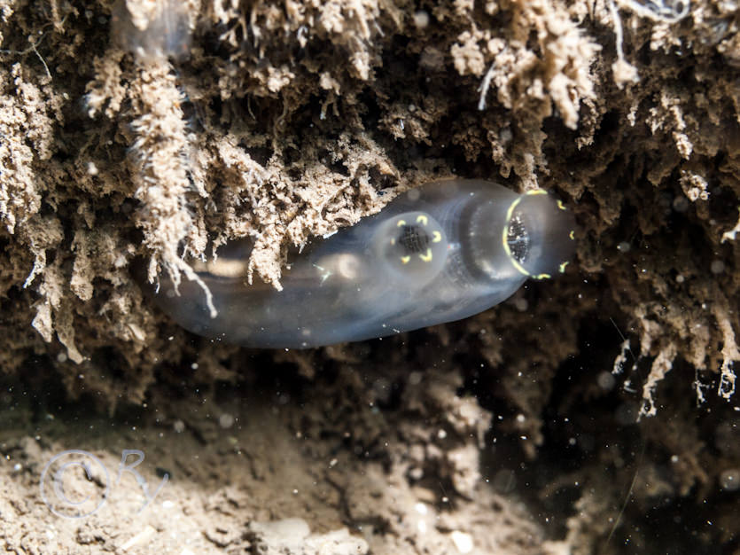 Ciona intestinalis -- yellow ringed sea squirt