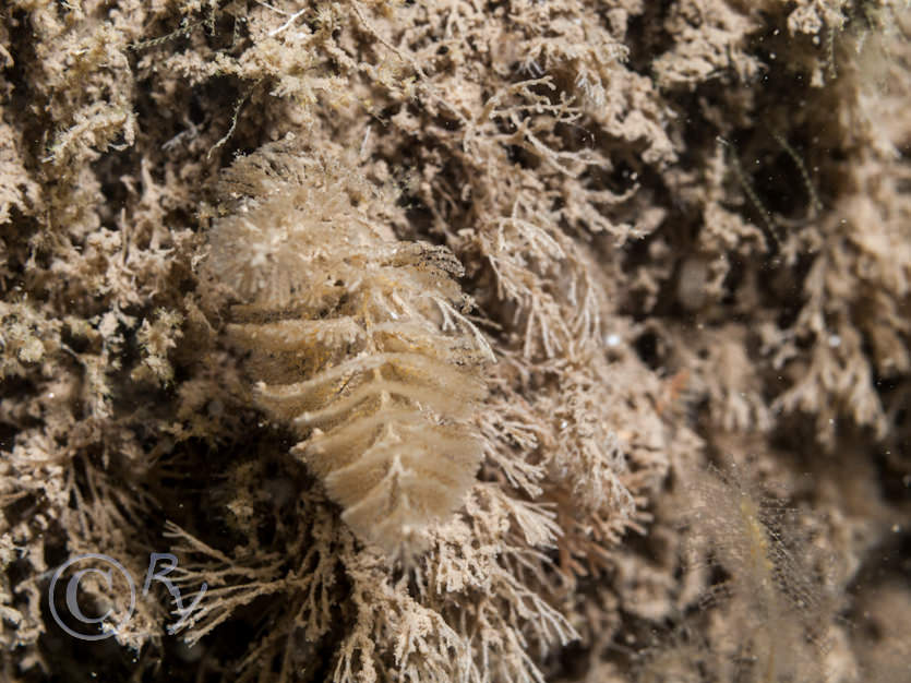 Bugula plumosa, Crisia denticulata