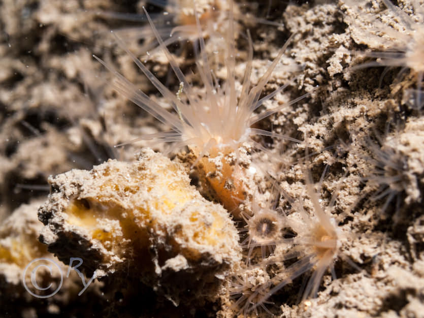 Epizoanthus couchii -- sandy creeplet