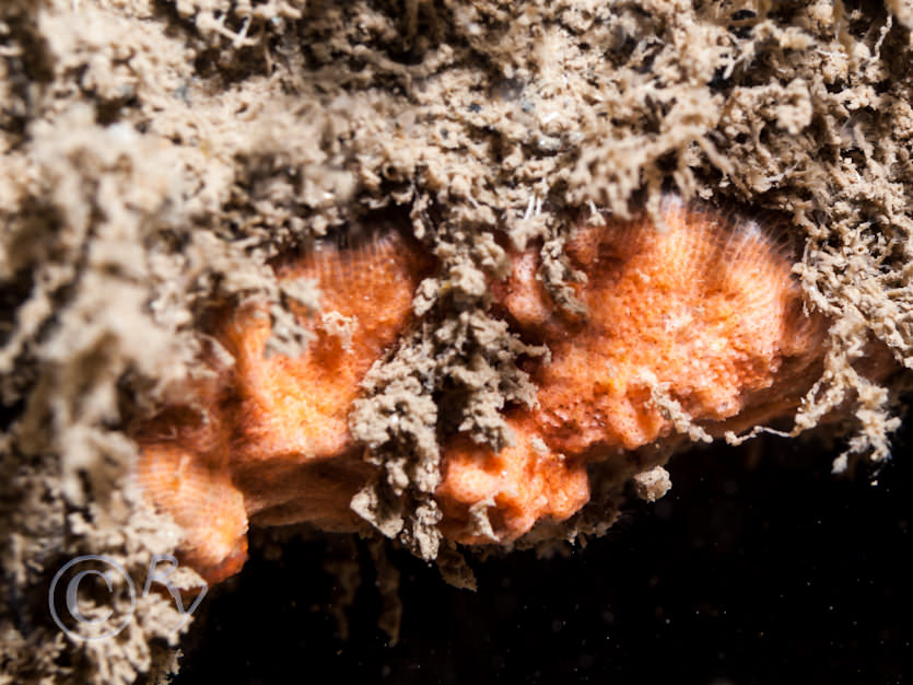 Orange encrusting bryozoa