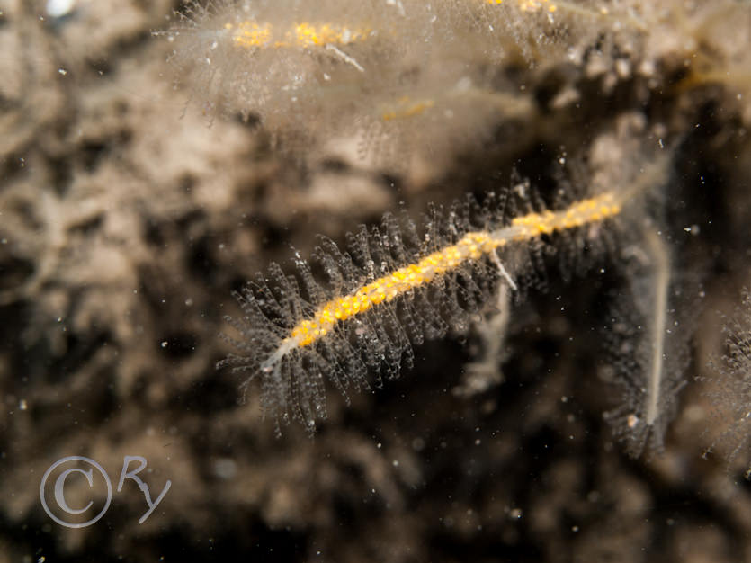 Nemertesia antennina -- antenna hydroid  sea beard