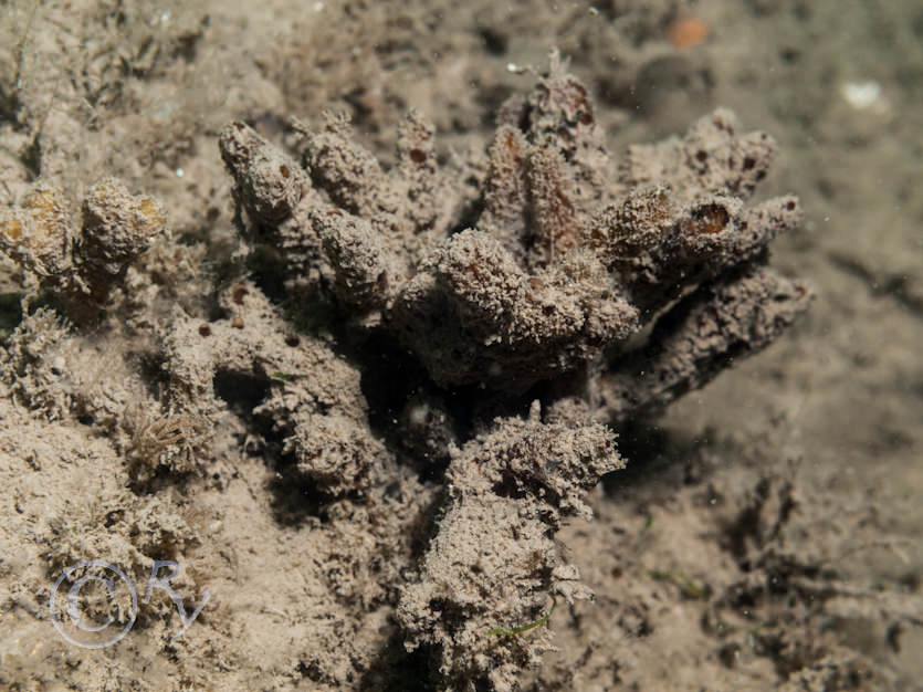 Raspailia ramosa -- choclate finger sponge