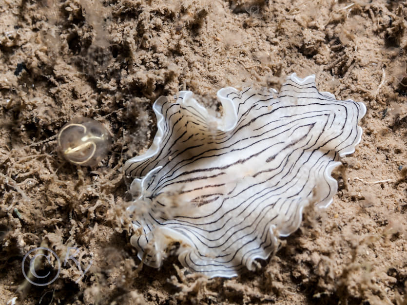 Clavelina lepadiformis -- light bulb sea squirt, Prostheceraeus vittatus -- candy striped flat worm