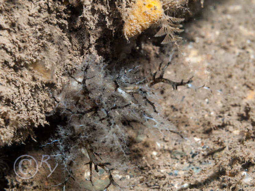 Aslia lefevrei -- brown crevice sea cucumber  brown gerkin sea cucumber, Bugula turbinata