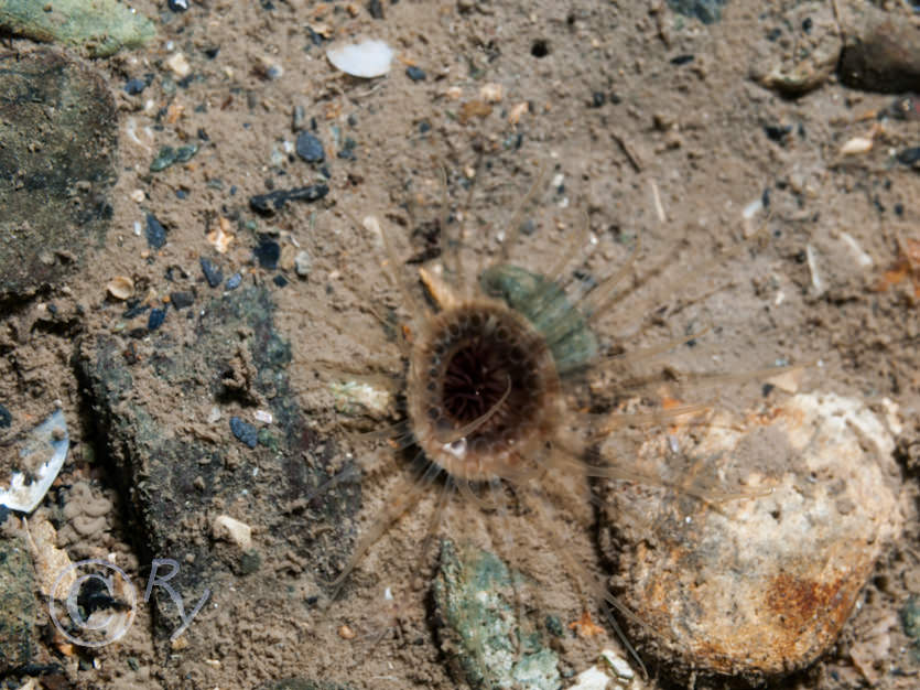 Cerianthus lloydii -- burrowing anemone