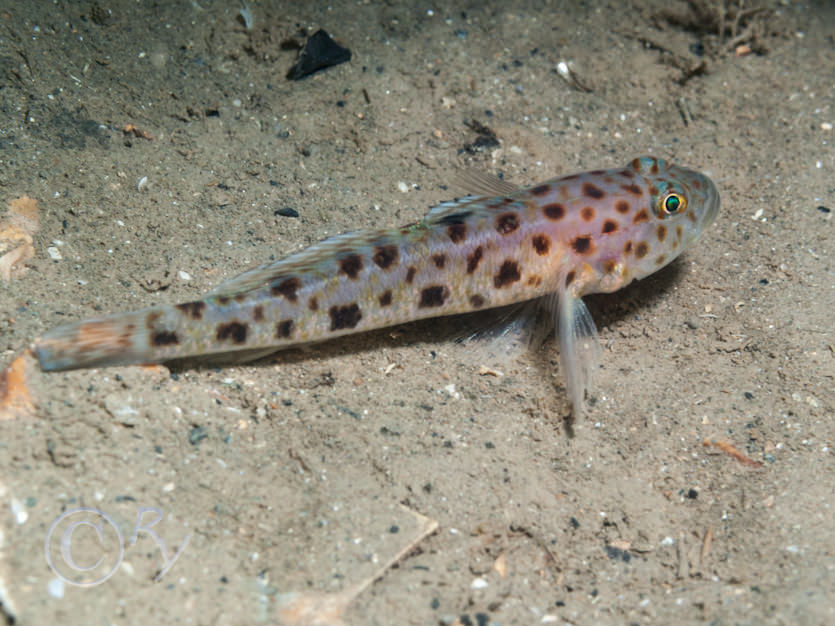 Thorogobius ephippiatus -- leopard-spotted goby