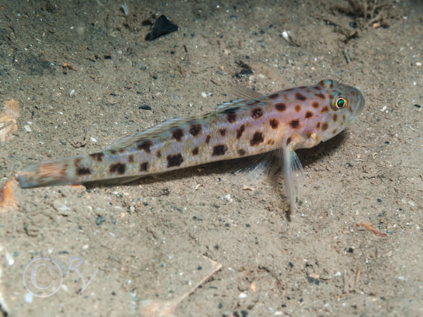 Thorogobius ephippiatus -- leopard-spotted goby