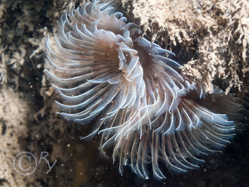 Bispira volutacornis -- double spiral worm