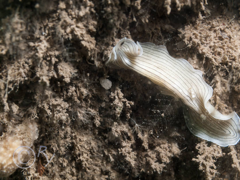 Prostheceraeus vittatus -- candy striped flat worm