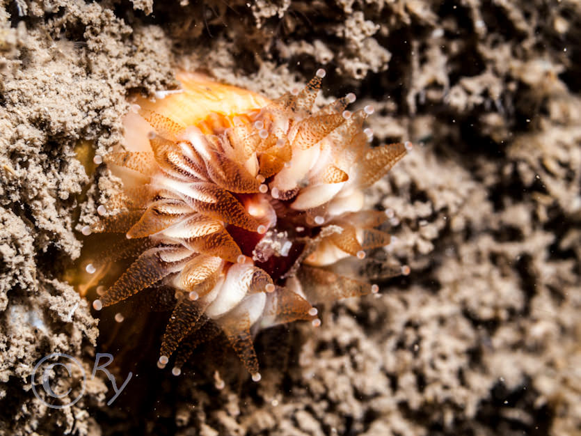 Caryophyllia smithii -- Devonshire cup-coral