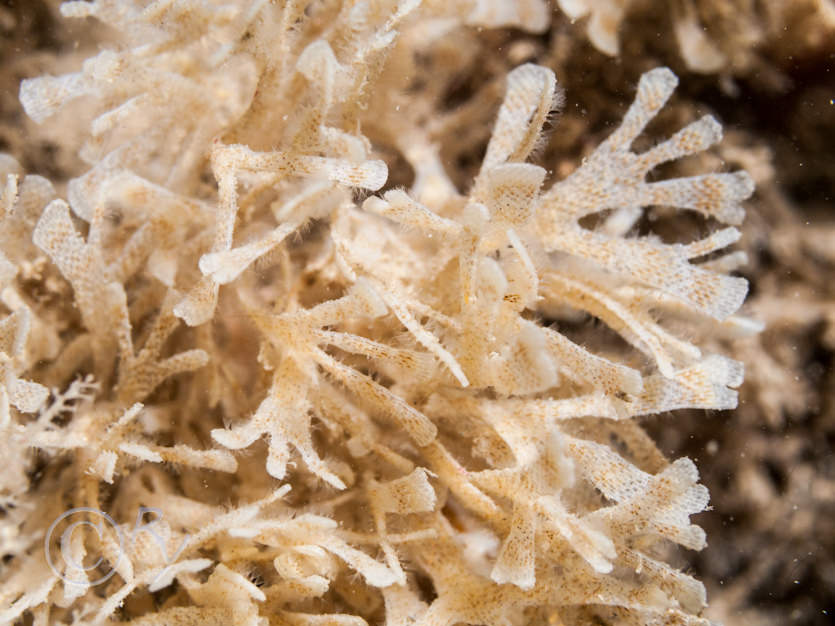 Chartella papyracea