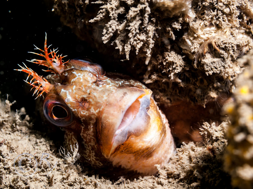 Parablennius gattorugine -- tompot blenny