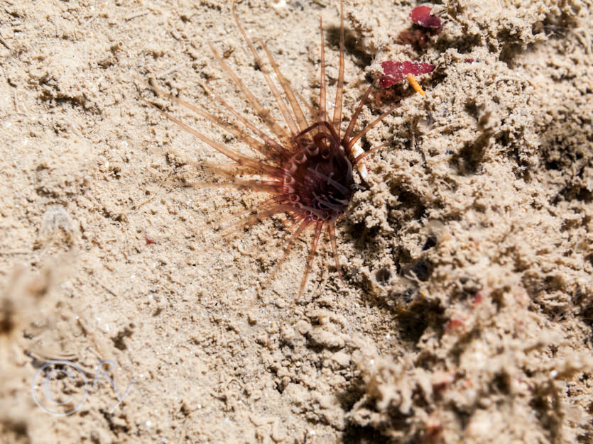 Cerianthus lloydii -- burrowing anemone