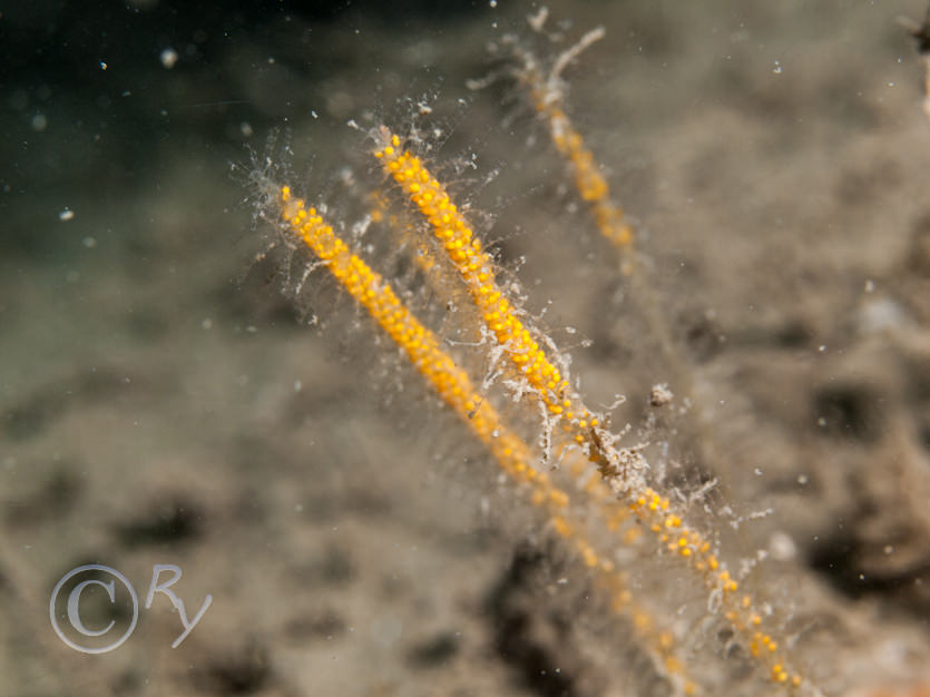 Nemertesia antennina -- antenna hydroid  sea beard