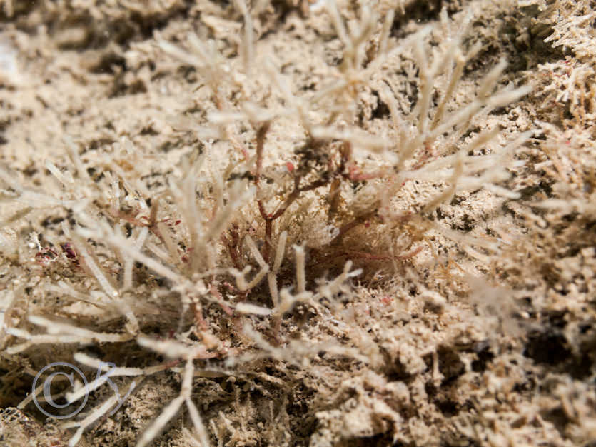 Cellaria spp