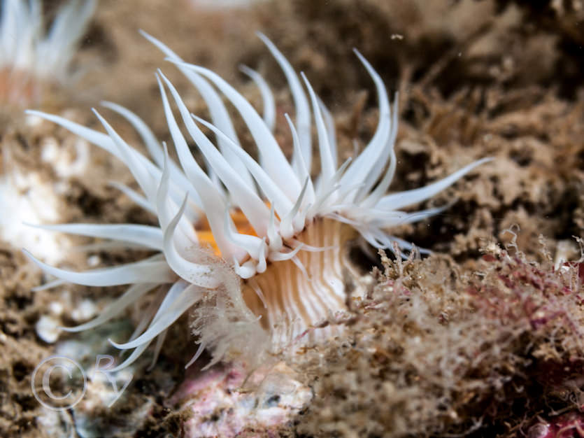 Actinothoe sphyrodeta -- white striped anemone