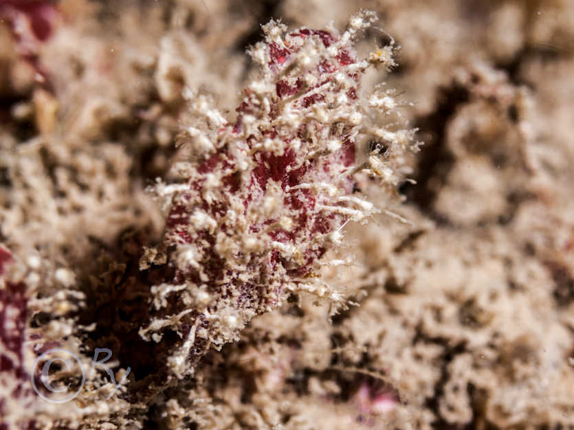 Halyphysema tumanowiczii