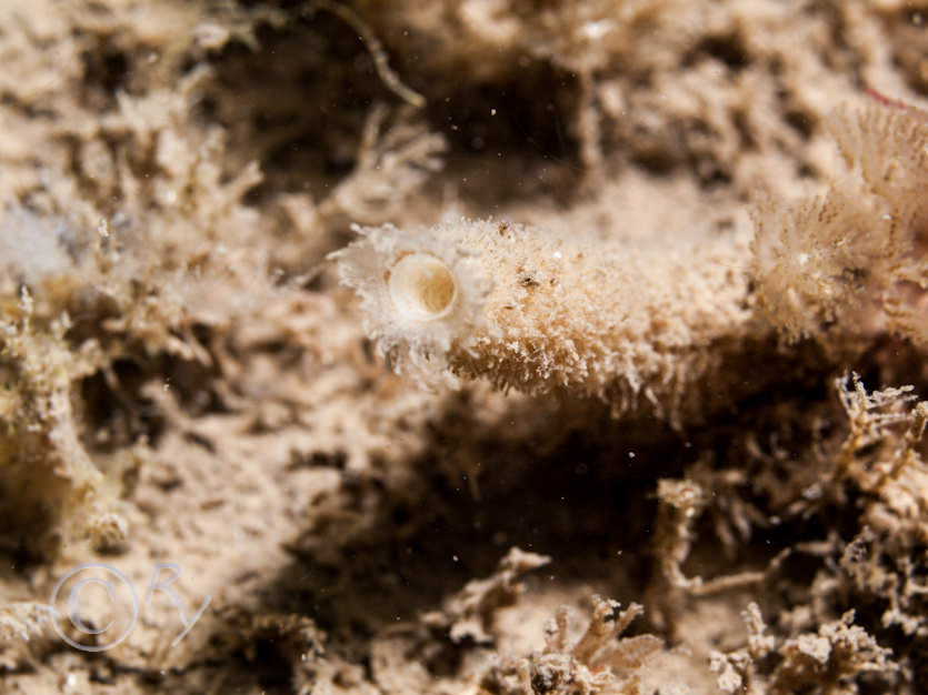 Sycon ciliatum