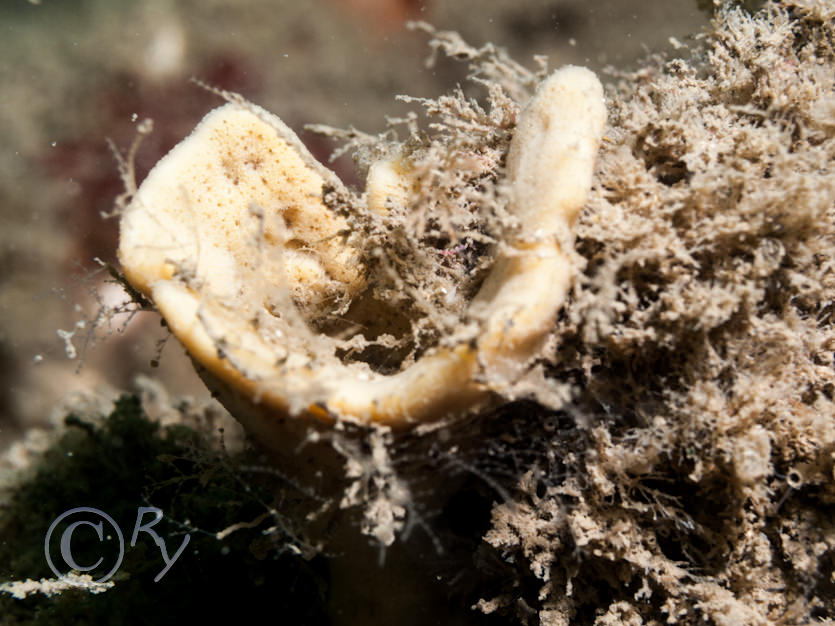 Axinella infundibuliformis