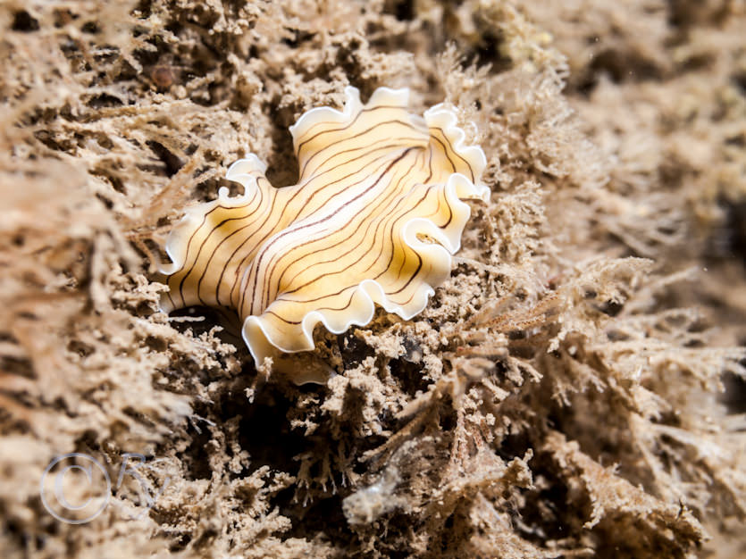 Prostheceraeus vittatus -- candy striped flat worm