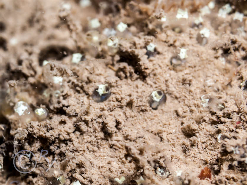 Pycnoclavella stolonialis -- Pin-head Squirt