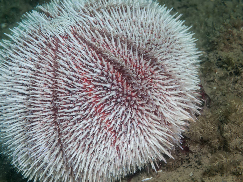 Echinus esculentus -- common sea urchin