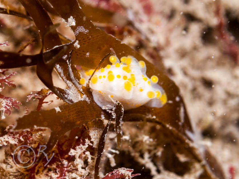 Limacia clavigera -- orange clubbed sea slug