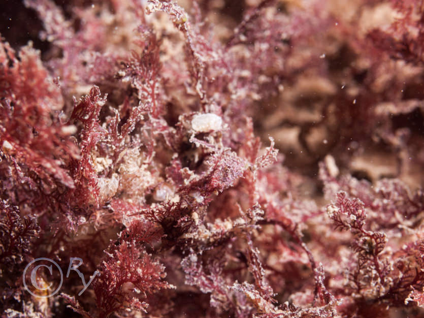 Plocamium cartilagineum -- red comb weed