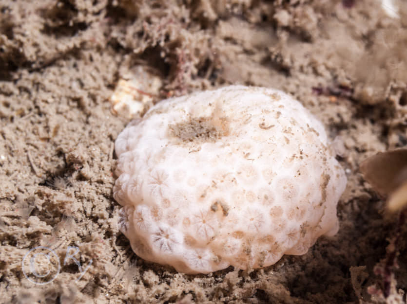 Synoicum pulmonaria - Tennis Ball sea squirt