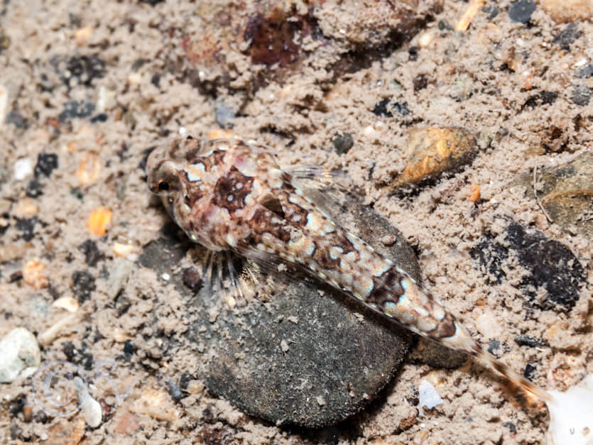 Callionymus reticulata -- reticulated dragonet