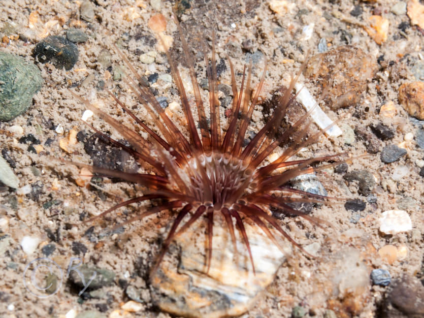 Cerianthus lloydii -- burrowing anemone