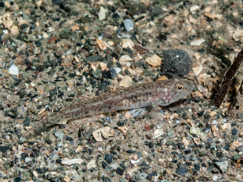 Pomatoschistus microps -- common goby